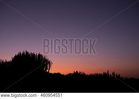 Dusk Evening Time In The Cenic Landscape Desert Place With Cactus In Silhouette - Concept Of Arid Na