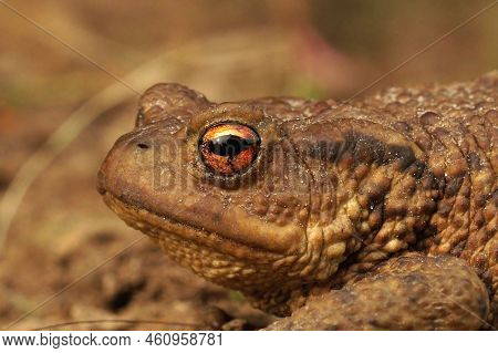Closeup On The Head Of An Adult Common European Toad, Bufo Bufo Against A Green Soft Background
