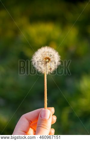 Female Hand Holding Dandelion Blossom At Sunset. Fluffy Dandelion Bulb Gets Swept Away By Morning Wi