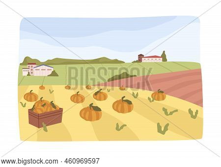 Farming And Growing Pumpkins At Farm, Field With Ripe Vegetables. Barnes And Houses In Countryside A