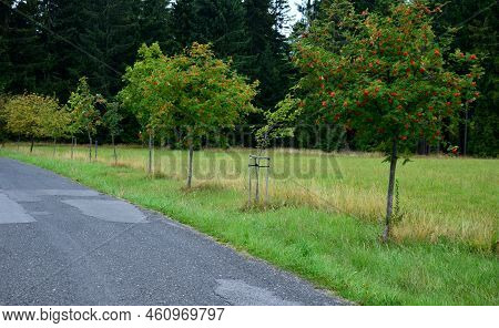 Rowan Tree In An Alley Along A Frozen Partially Snowy Country Road. One Tree Is Thrown To The Side B