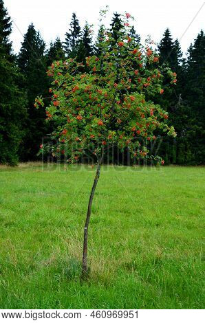 Rowan Tree In An Alley Along A Frozen Partially Snowy Country Road. One Tree Is Thrown To The Side B