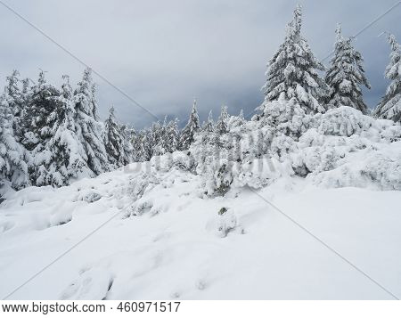 View Of Winter Landscape With Fields Downhill Over Snowy Spruce Tree Forest With Snow Covered Conife