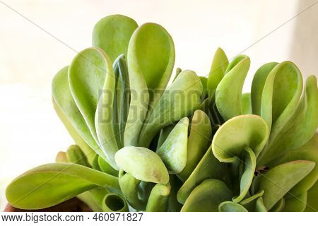 Colorful Crassula Ovata Gollum Plant In The Garden In Spain