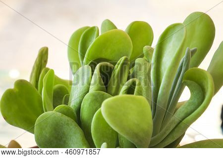 Colorful Crassula Ovata Gollum Plant In The Garden In Spain