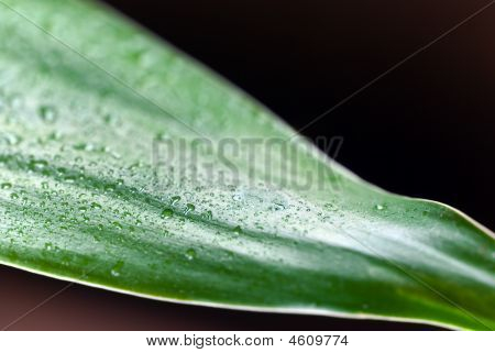 Een Lucky Bamboo blad met waterdruppels