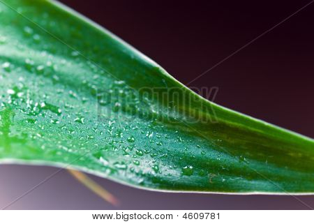 Een Lucky Bamboo blad met waterdruppels