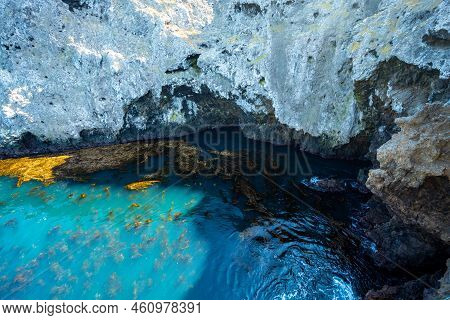 Seaweed And Blue Water Along Anacapa Island Coast In Channel Islands