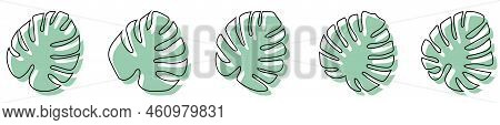 Monstera Delicosa Plant Leaves. Botanical Illustration Isolated On White Background