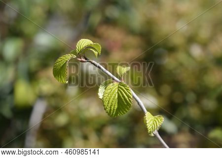 Japanese Snowball Shasta Branch With Green Leaves