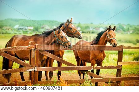 Three Beautiful Bay Horses Stand Near The Wooden Fence Of The Paddock On The Farm Against The Backgr