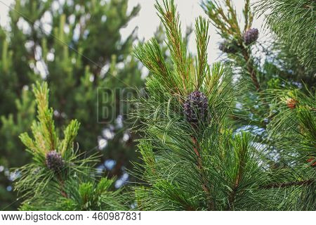 Ripe Cedar Cones Grow On Cedar Branches On A Summer Day. Horizontal Photo Background In Green Color.