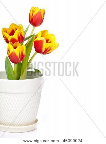 Tulipán květ hranice