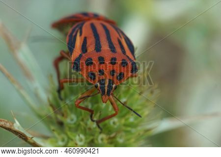 Closeup On A Colorful Red Mediterranean Shieldbug, Graphosoma Semipunctatum Sitting On Field Eryngo,