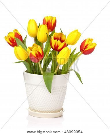 Jarní Tulipán květy