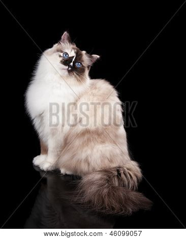 Měkký Ragdoll kočka