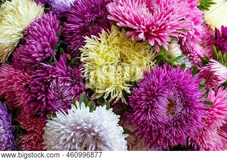 Festive Floral Composition Of Colorful Asters Close-up. Autumn Flowers. Nattural Pattern