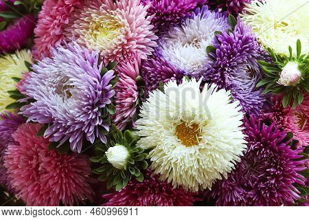 Beautiful Bouquet Of Colorful Asters Close-up. Autumn Flowers. Floral Background, Nattural Pattern