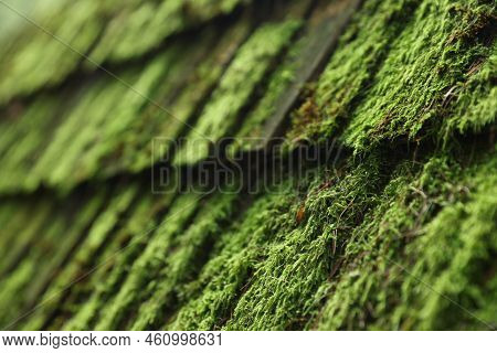 Old Wooden Roof Covered With Green Moss As Background, Closeup