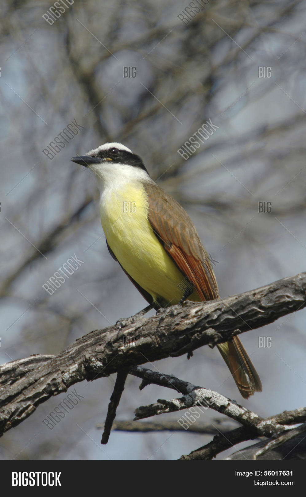 Great Kiskadee Image & Photo (Free Trial) Bigstock