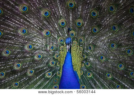 Indian peacock