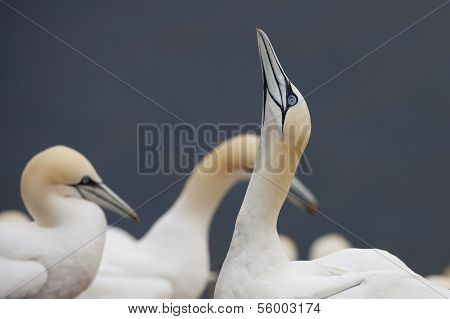 Northern gannets