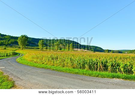 Corn