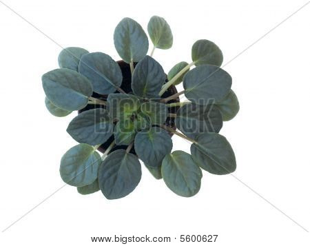 Planta de la ventana