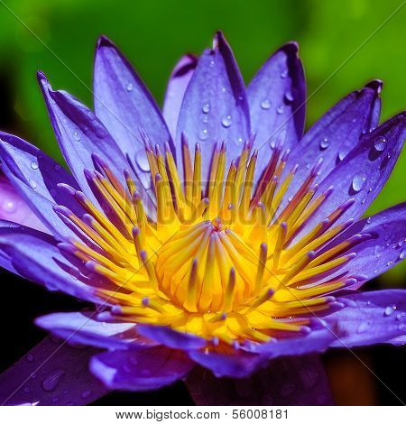 Lotus Flower