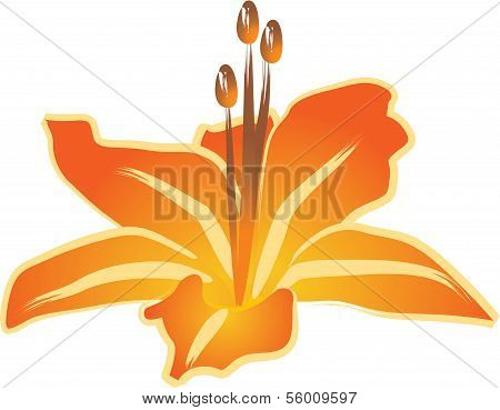 Yellow lily flower