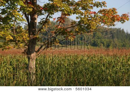Maïs d'automne