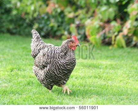 a chicken running loose in a yard