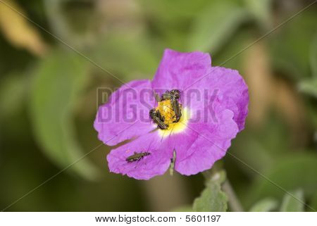 Cistus Creticus avec insectes
