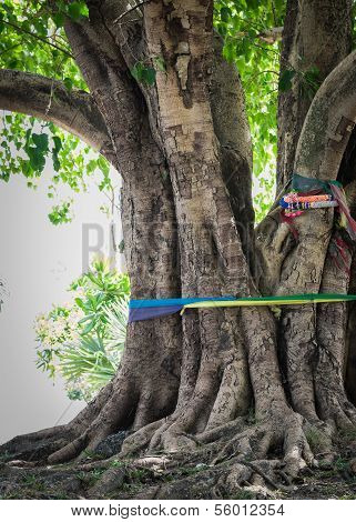 Big Pipal Tree