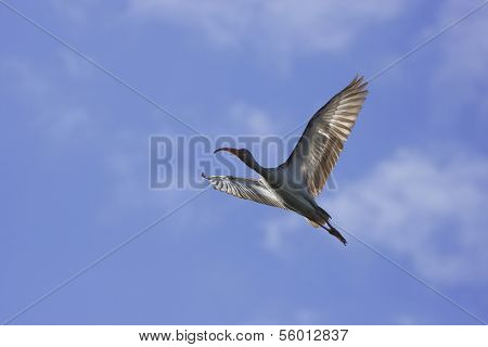 White Ibis (eudocimus Albus) Flying