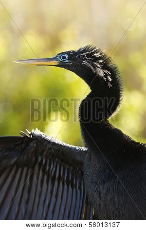 Anhinga (anhinga Anhinga) Male With Breeding Colors