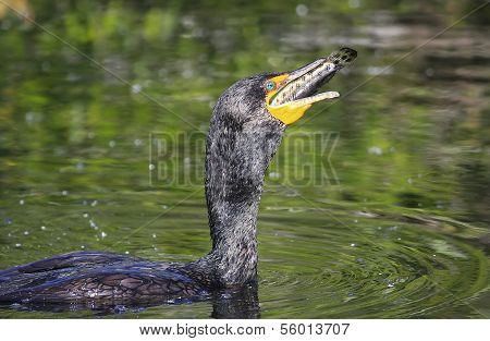 Double-crested Cormorant Male (phalaccrocorax Auritus) Eating Fish