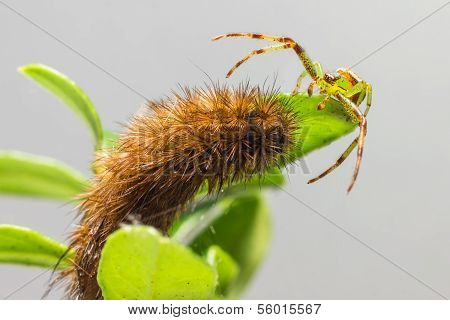 The Green Crab Spider (Diaea dorsata)