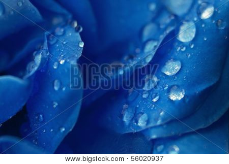 Rose Petals