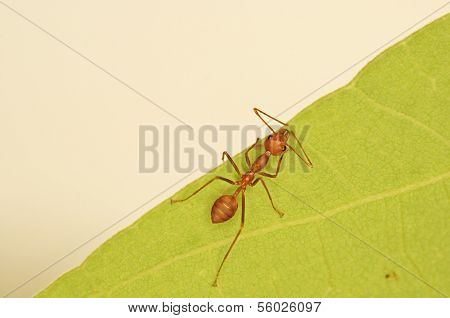 Weaver Ameise auf das grÃ¼ne Blatt