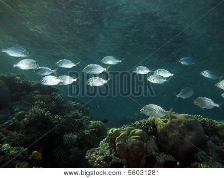 Silver fish