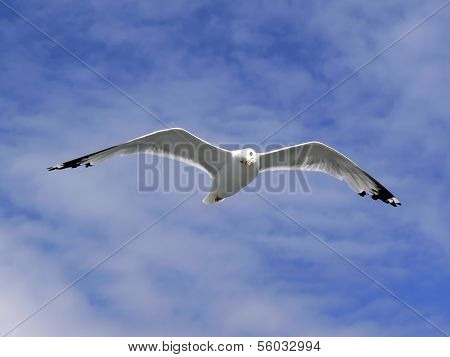 American herring gull
