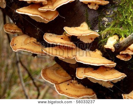 Stereum Hirsutum