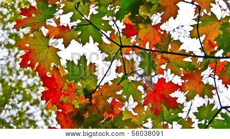 Autumn Maple.
