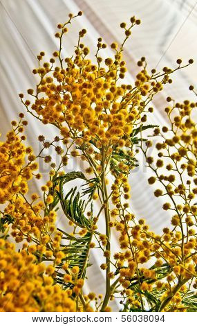 Blossoming Mimosa.