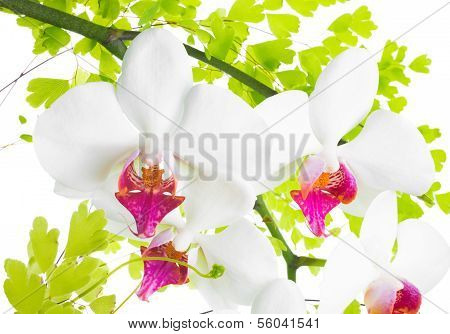 Branches Of An Orchid And Fern Are Isolated On White A Background