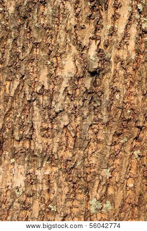 Tree Bark Texture