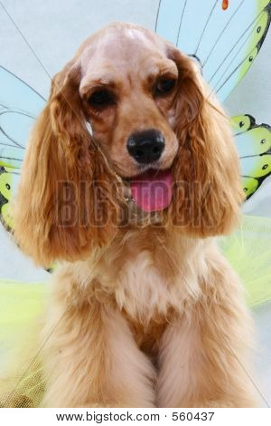 Cocker Spaniel
