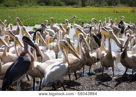 Pelicans And Marabu