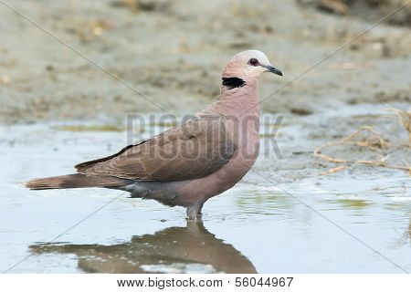 Red-eyed Dove